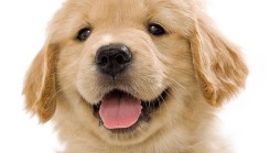 有趣的单词|dog狗 ear 耳朵 dogear 狗狗的耳朵?