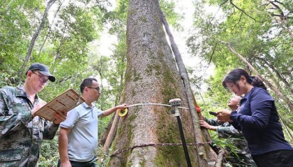 树高 51.5 米！建瓯万木林发现福建最高古树