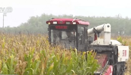 “干”字当头！各地多举措保“三秋”生产 全力守护群众“粮袋子”