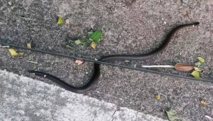 浙江一地惊现“双头蛇”！村民吓懵：还会倒着爬