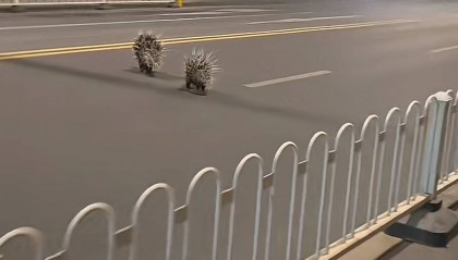 南京街头现两只豪猪横穿马路在人行道上狂奔,当地:有人报过警没抓着,现在应该跑远