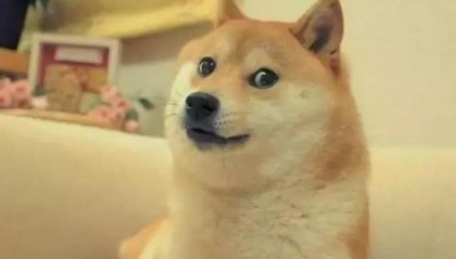 柴犬的价慢里家基格大概多少?
