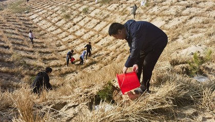 内蒙古敖汉旗：荒漠变绿洲