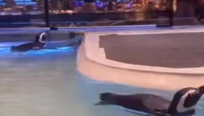 沈阳一洗浴中心养四只企鹅揽客,驯养繁殖许可证来自洛阳一家已注销的海洋馆,官方回应:许可证不能租借