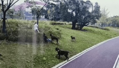母女在公园遭大型犬撕咬，家属称正准备后续治疗！均多处受伤