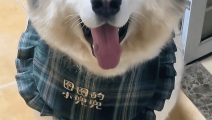 潘宏再陷风波：宠物狗在其指定的托运公司死亡 狗主人发帖遭网暴