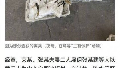 用浸泡剧毒小鱼捕杀6千只鸟16人获刑