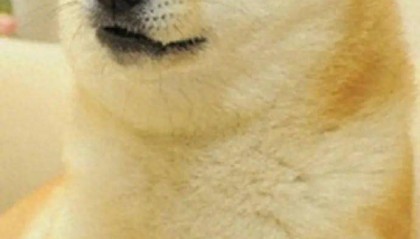 doge表情包原型去世