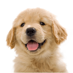 有趣的单词｜dog狗 ear 耳朵 dogear 狗狗的耳朵？