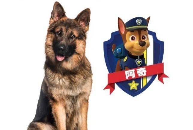 有趣的单词｜dog狗 ear 耳朵 dogear 狗狗的耳朵？
