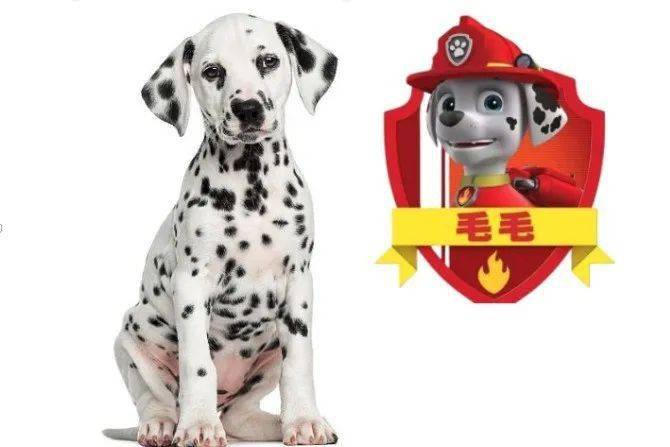 有趣的单词｜dog狗 ear 耳朵 dogear 狗狗的耳朵？