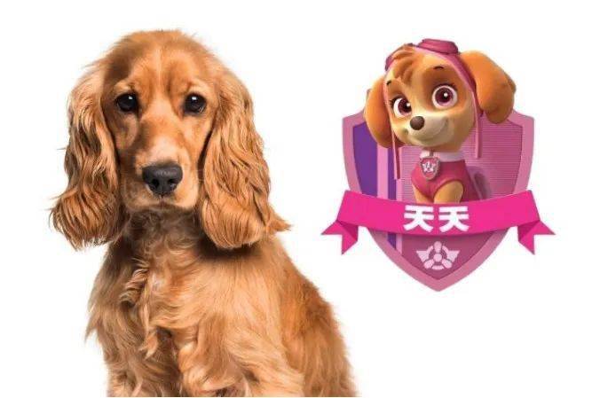 有趣的单词｜dog狗 ear 耳朵 dogear 狗狗的耳朵？
