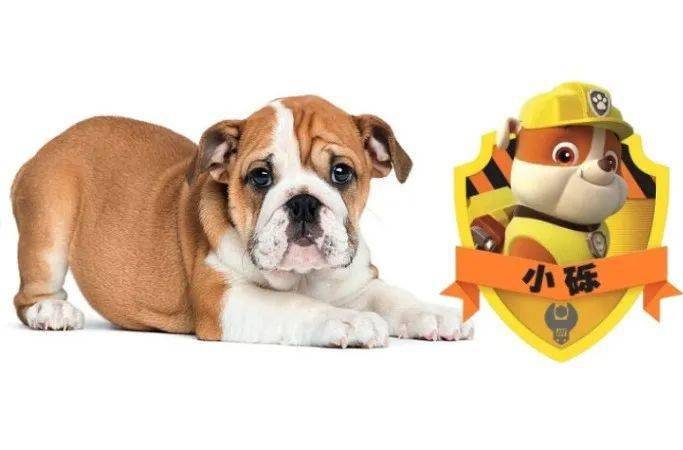 有趣的单词｜dog狗 ear 耳朵 dogear 狗狗的耳朵？
