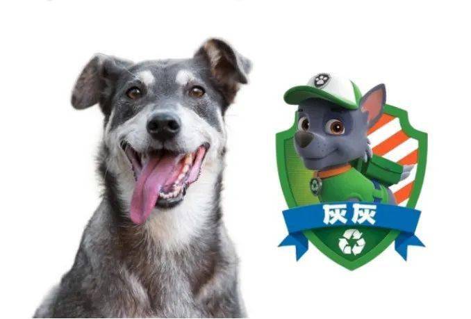 有趣的单词｜dog狗 ear 耳朵 dogear 狗狗的耳朵？