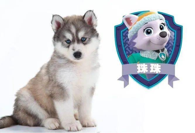 有趣的单词｜dog狗 ear 耳朵 dogear 狗狗的耳朵？