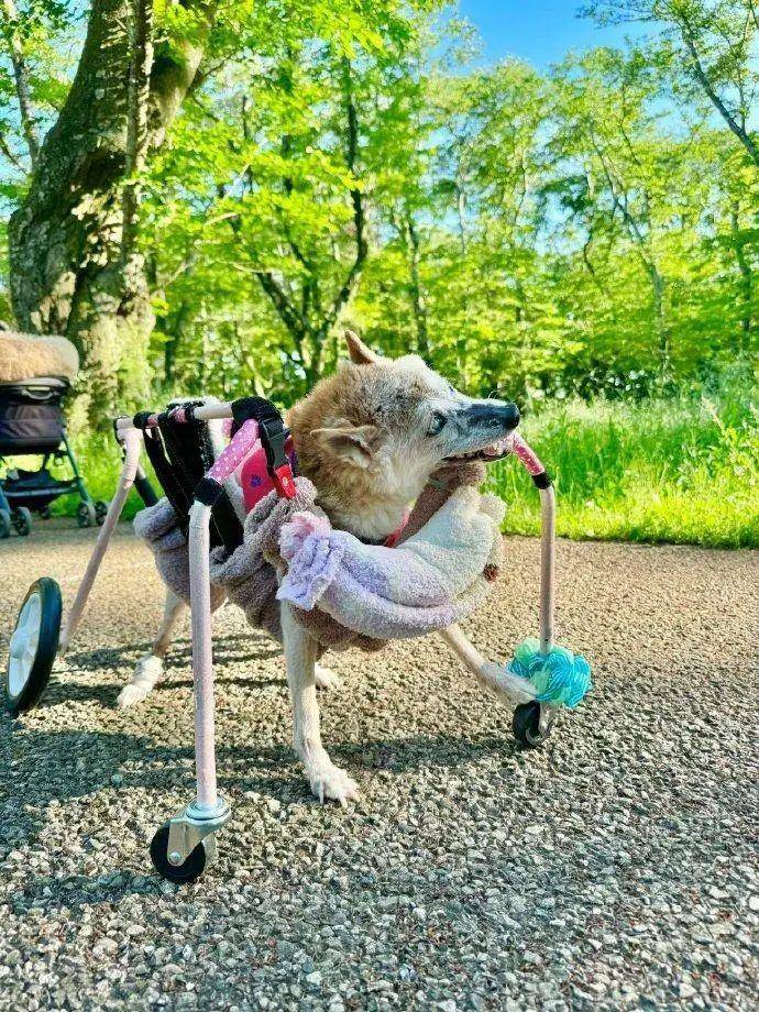 doge表情包原型去世