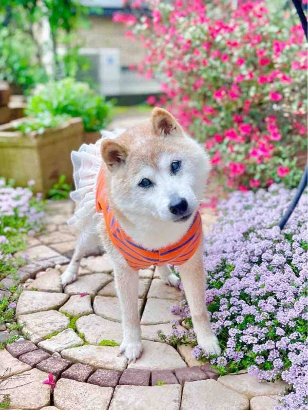 “Doge”表情包原型柴犬去世