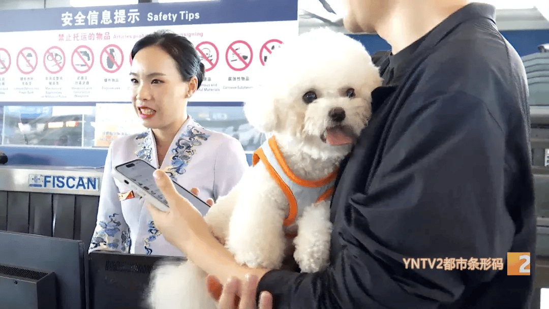 云南首例！带着狗狗坐飞机！价格是→
