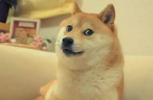 柴犬的价慢里家基格大概多少？