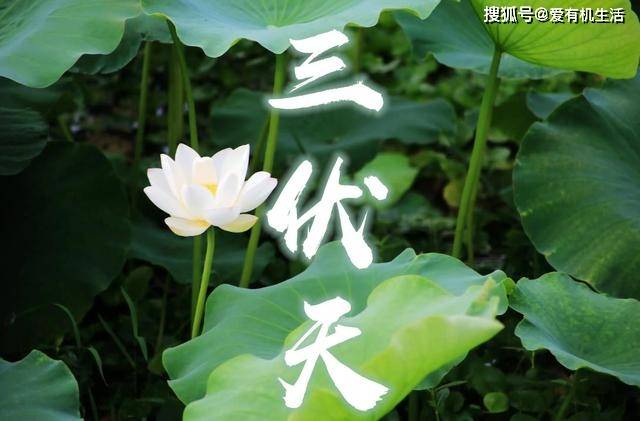 "热在三伏，秋后一伏”是什么意思，伏秋是什么意思
