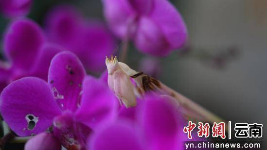 澜沧县首现珍稀兰花螳螂