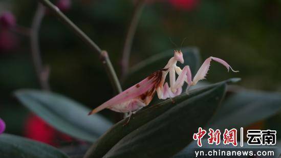 澜沧县首现珍稀兰花螳螂