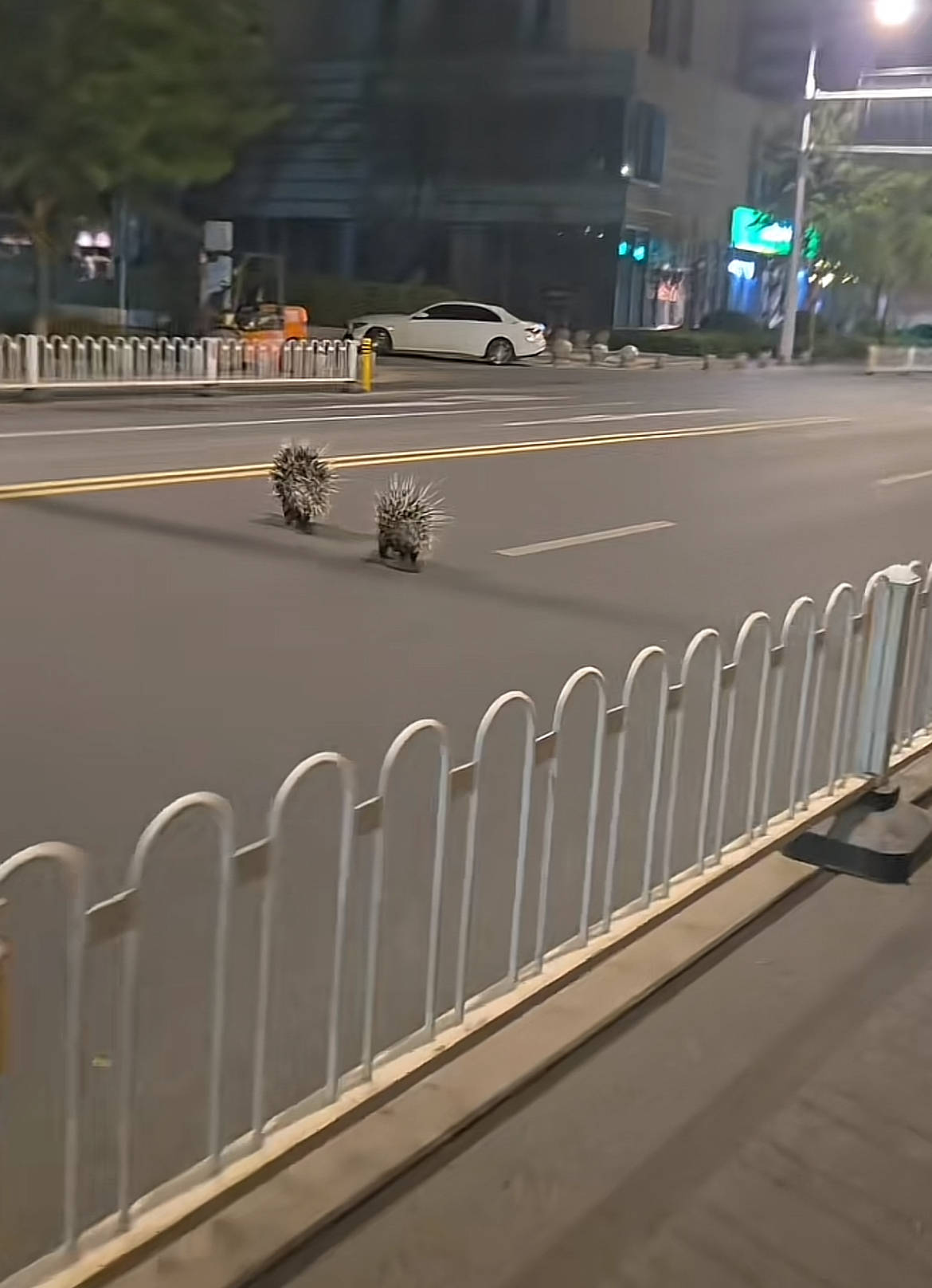 南京街头现两只豪猪横穿马路在人行道上狂奔，当地：有人报过警没抓着，现在应该跑远