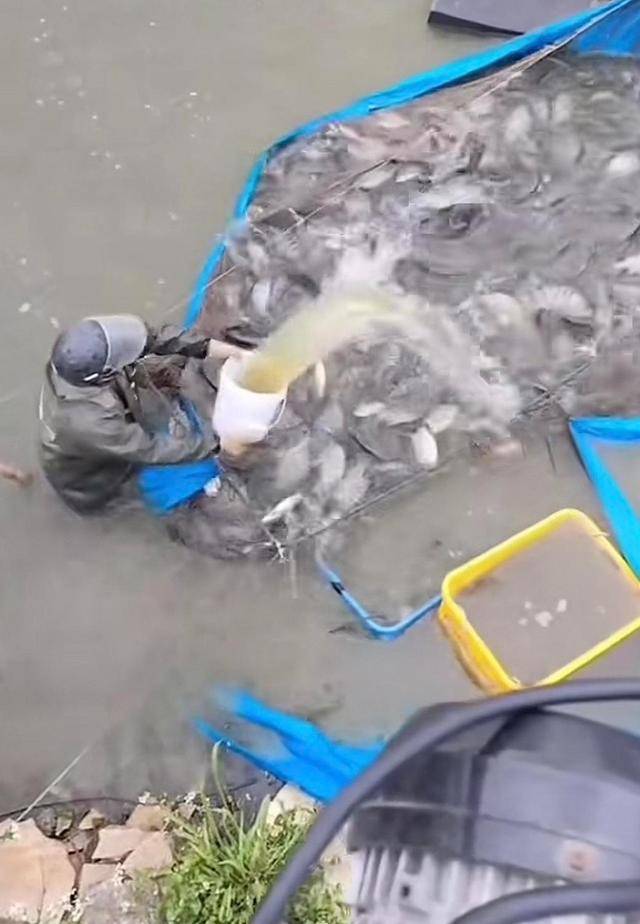水产市场“麻醉鱼”调查：有商家称麻药有味会换水再卖，有无危害尚不明