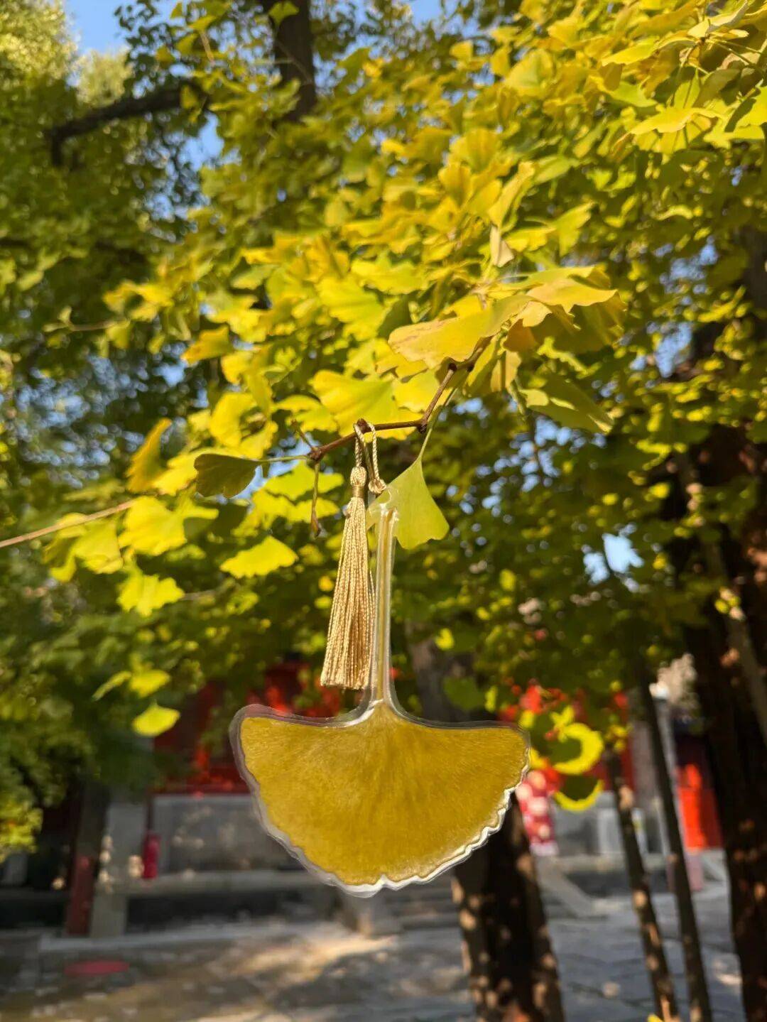 绝美!北京秋季颜值已达巅峰!这样定格最美秋天!