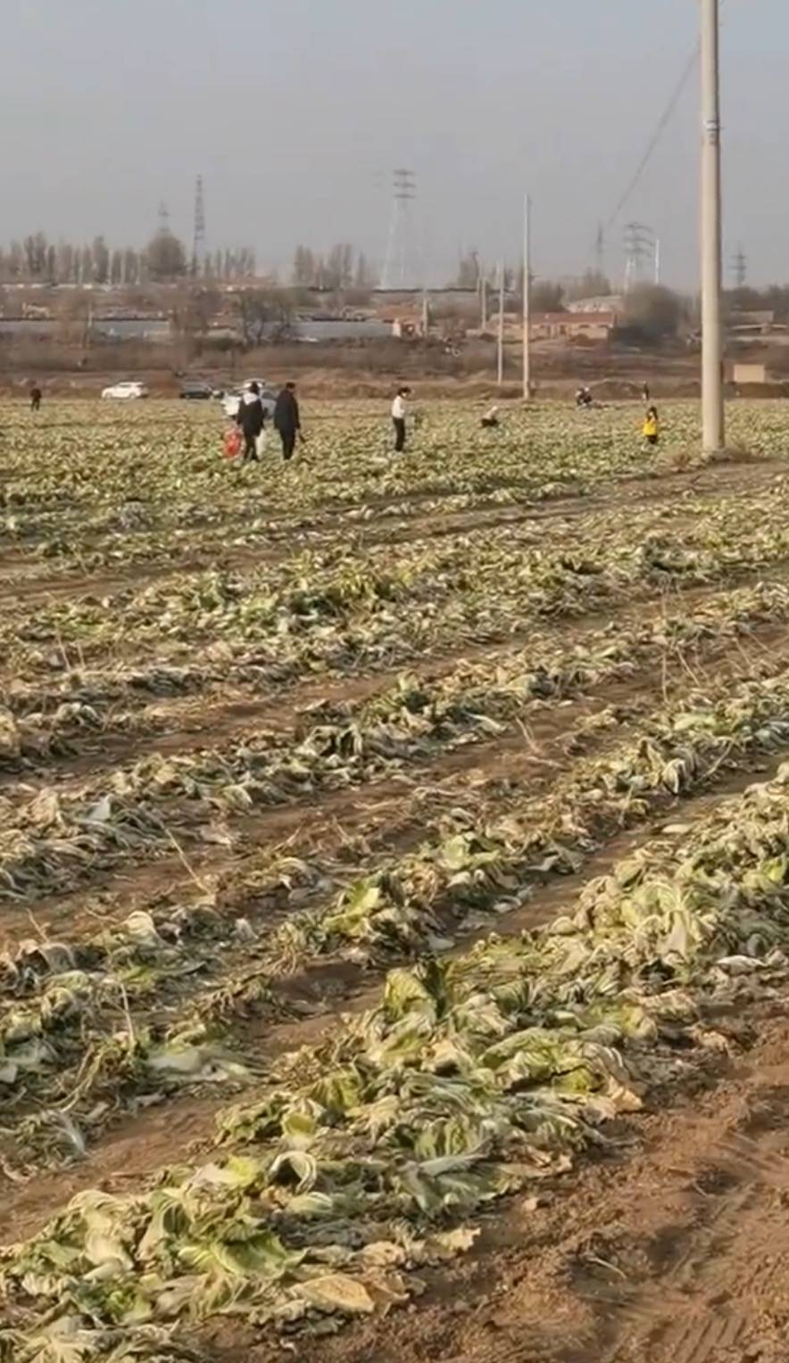 赤峰通报“因网传白菜免费信息，致菜农白菜地被他人采收”一事：已成立联合调查组