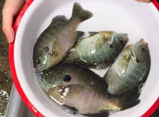 成都多湖钓起“黑耳”怪鱼！专家：是太阳鱼，系入侵物种 勿放生可清蒸或红烧